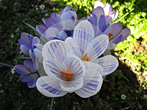 Bright soft Whitewell Purple Crocus flowers blooming in spring 2019 photo