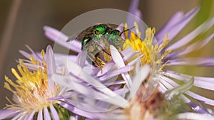 Bright sparkly green sweat bee or cuckoo wasp on a wildflower in Governor Knowles State Forest in Northern Wisconsin