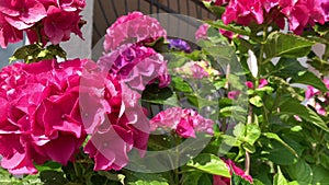 Bright spherical inflorescences of pink hydrangea
