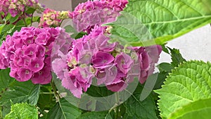 Bright spherical inflorescences of pink hydrangea