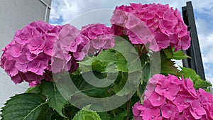 Bright spherical inflorescences of pink hydrangea