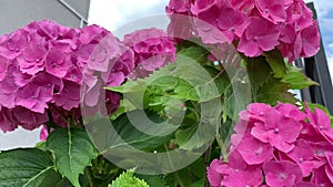 Bright spherical inflorescences of pink hydrangea