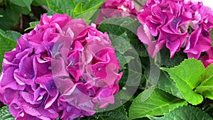 Bright spherical inflorescences of pink hydrangea