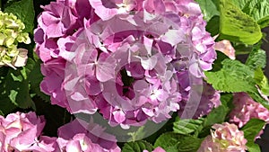 Bright spherical inflorescences of pink hydrangea