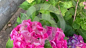 Bright spherical inflorescences of pink hydrangea