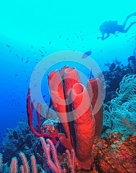 Bright Sponges highlight underwater photographer photo