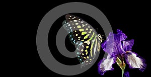 Bright spotted butterfly on colorful blue iris flower in water drops isolated on black.