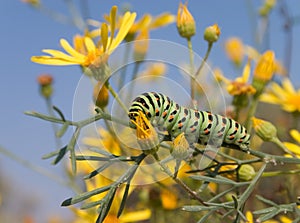 Bright spotted caterpillar