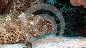 Bright spotted grouper fish in corals underwater Red sea.