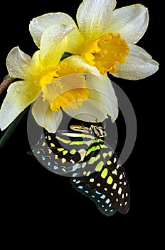 Bright spotted tropical butterfly on narcissus flowers in water drops isolated on black. Graphium agamemnon butterfly.