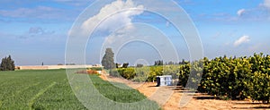 Bright spring agricultural landscape in the South of Israel. Green cereal field rural road and ripe citrus trees plantation