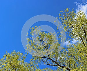 Bright spring background