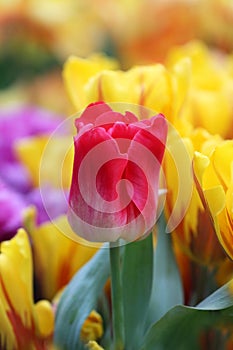 Bright spring background with tulips vertically.