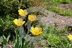Bright spring blossoming flowers - yellow tulips on long succulent stems against the background of green grass on a garden bed.