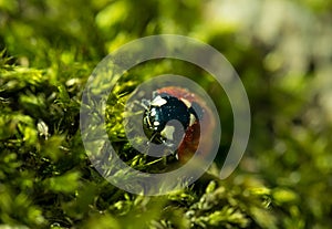 Red ladybug on the background of green moss in the spring forest