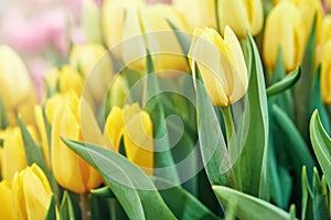 Bright spring coloured flowers tulips
