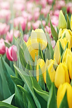 Bright spring coloured flowers tulips