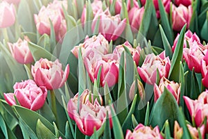 Bright spring coloured flowers tulips