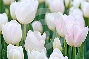 Bright spring coloured flowers tulips