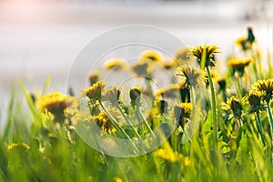Bright spring dandelions blooming near the roadside. Green grass, yellow and white wildflowers. Copy space. Beautiful Landscape.