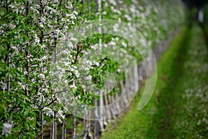 Bright spring flowering. A long alley of apple trees, near to road with grass