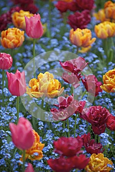 Bright Spring Flowers Colorful Pink Orange Magenta Tulips Ornamental Garden