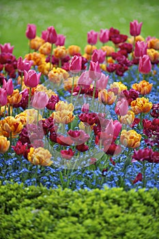 Bright Spring Flowers Colorful Pink Orange Magenta Tulips Ornamental Garden