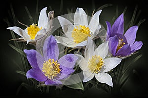 Bright spring flowers Pulsatilla, five flowers of different colors: white and purple.