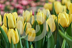 Bright spring flowers tulips.