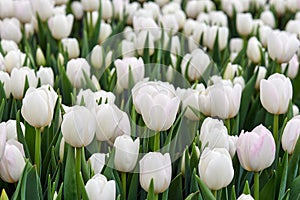 Bright spring flowers tulips.