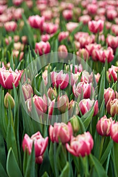 Bright spring flowers tulips. Women's Day