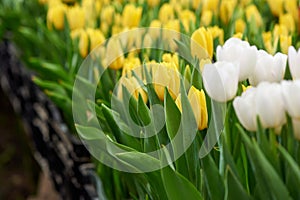 Bright spring flowers tulips. Women's Day