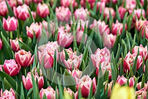 Bright spring flowers tulips. Women's Day