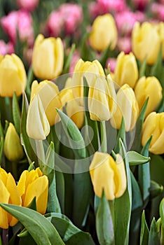 Bright spring flowers tulips. Women's Day
