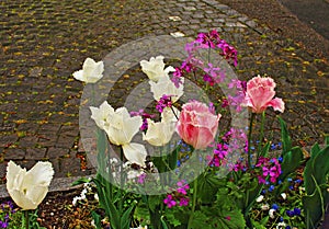 Bright spring flowers wet pavement