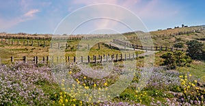 Bright spring landscape, bright flowering meadow. Udo Island, Republic of South Korea