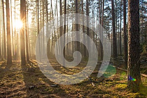 Bright spring landscape of forest park in sunny morning