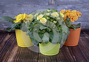 Bright spring primroses in multicolored pots on the dark wooden floor against the textured gray wall