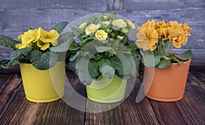 Bright spring primroses in multicolored pots on the dark wooden floor against the textured gray wall