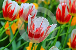 Bright spring red and white charming tulips