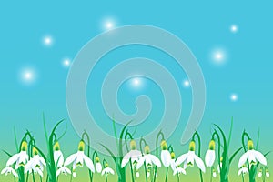 A large group of snowdrops in a scene of spring. Vector.