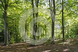 The bright spring sun is filtered through the fresh canopy of this gently sloping forest in the park De Horsten in Wassenaar, the
