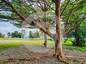 A Bright Spring with trees and branches with fresh green leaves