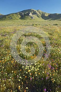 Bright spring yellow flowers, desert gold and California poppies near mountains in the Carrizo National Monument, the US