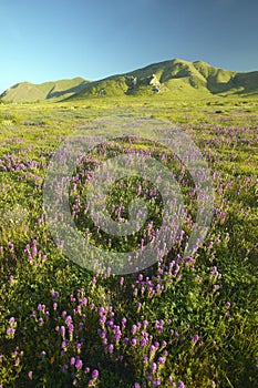 Bright spring yellow flowers, desert gold, purple and California poppies near the mountains in the Carrizo National Monument