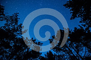 The bright starry sky in the night forest