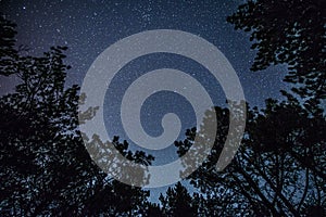 The bright starry sky in the night forest