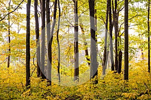 Bright Stick Through Bright Yellow Forest In Fall