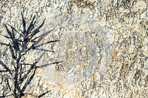 Bright stone shadow plant grass background pattern