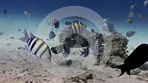Bright striped fish in corals underwater Red sea.